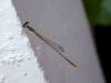 Agriocnemis pygmaea
